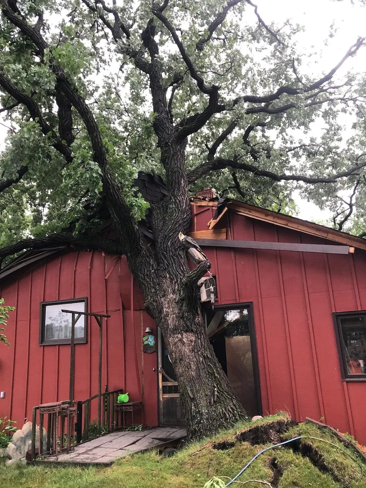 Mature tree close to an outbuilding requiring careful assessment.